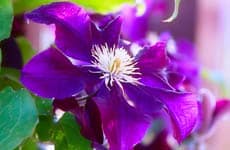clematis home page