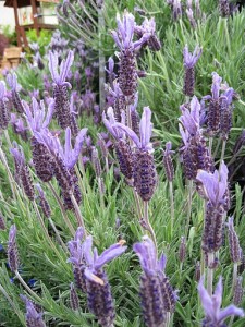 spanish lavender