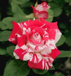 rose header