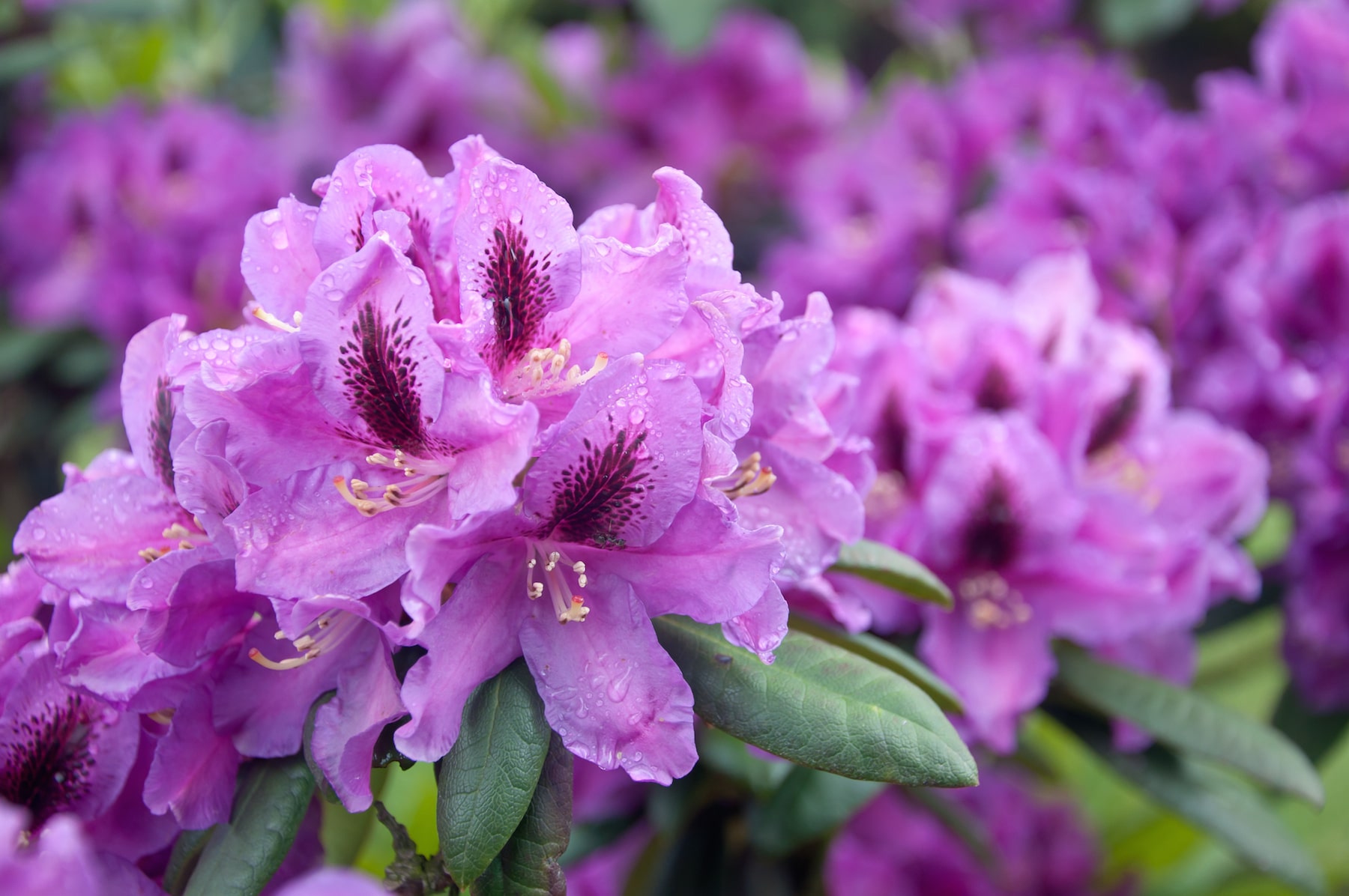 Plant Pick for March Rhododendron Sloat Garden Center