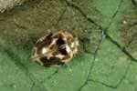 Psyllobora beetle
