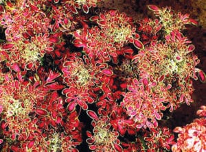 coleus red coral